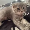 ..simba0