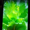 farmcare254
