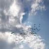_il7ilzv