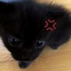 miow.liz