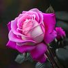 nacy.boud25