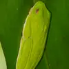 moreletsfrog