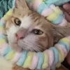 lou_jecs