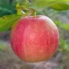 ahlambarwari91