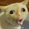piaconcocsiukhonglo