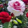 user7900717339210
