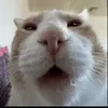 catwithaphoneye