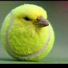 tennisbird_brother