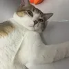 meocorgiii