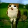 meowl223i
