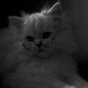 asma.mohamed378