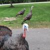 turkey5107