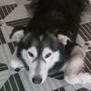 wolfywolo