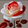 user81359057361150