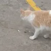rochussj