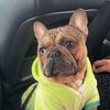 frenchie_rocky01