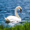 swanrebosura