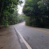 daun.singkong2