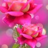 raaz1054