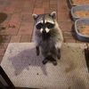 wildmxnkey7
