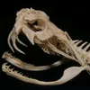 bitis638