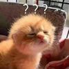 lu.bch.phng