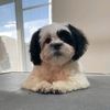cruella_malshi