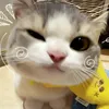 dumphjounard