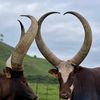 Visit Bigogwe