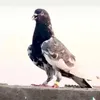 جناي التار✅