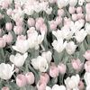 tulip_..24