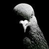 228_pigeon_228
