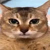 hunggaylollgbt