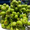 hong.thanh4364