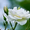 song.thu88