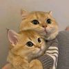 bithi_islam_2023