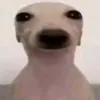 1piquant