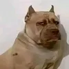 nehuenbargas