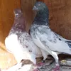 edksbjw