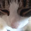 zelda_breathofthekingdom