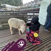 nuha.malika