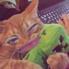 niiarmadnii_