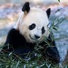 panda00577
