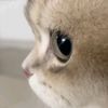 4_k4ll