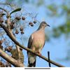 birdssounds3