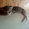 miha_prorper