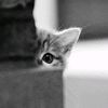 aameell_3