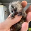 Marmosets loves