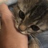 potato__puppy