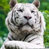 ANIMALS_WORLD_64